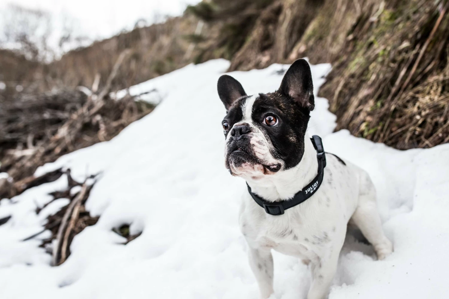 Julius K9 Collier En Nylon Avec Anneau Noir 4 Julius K9 Collier En Nylon Avec Anneau Noir – Image 2