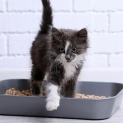 Kit Cat Eco SoyaClump Sable De Charbon De Bois 9 Kit Cat Eco SoyaClump Sable De Charbon De Bois -Trixie Soldes Magasin como ensear a gatito usar arenero 1 1665401280017 8