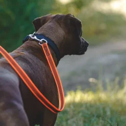 Julius K9 Laisse Snood Orange Avec Poignée Orange -Trixie Soldes Magasin correa naranja julius 6304e9424a7cd