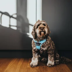 Hunter Divo Bleu Arné -Trixie Soldes Magasin divo5 1024x1024 at 2x 6387fb713b58c