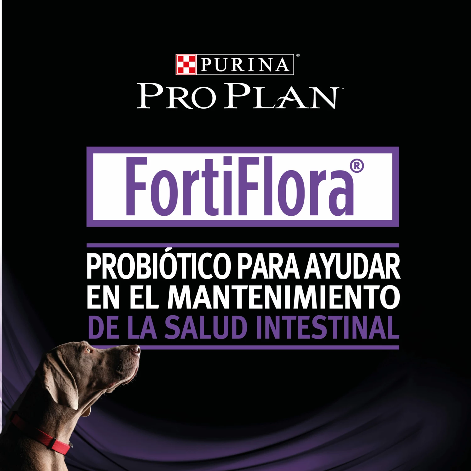 Pro Plan Veterinary Diets FortiFlora Suplemento Probiótico 8 Pro Plan Veterinary Diets FortiFlora Suplemento Probiótico – Image 6
