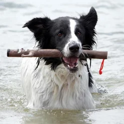 Doog Stick Woody -Trixie Soldes Magasin juguete para perros pale 638764fadf700