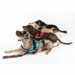 Julius K9 Rouge -Trixie Soldes Magasin juliusk9 powergeschirr 4 farben 4 63ca50c05df65