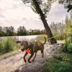 Julius K9 Harnais Mantrailing Orange Et Néon Pour Chiens -Trixie Soldes Magasin mantrailing dog 6478a95fa0fc4