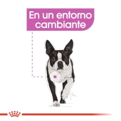 Royal Canin Mini Relax Care -Trixie Soldes Magasin mini relax care 3