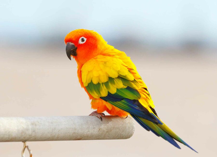 Devant 31 Devant -Trixie Soldes Magasin mybird sun conure on perch 900x651 1