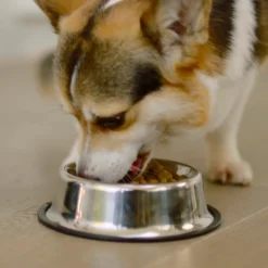 Pro Plan Optiage Adulte 7+ Poulet Medium/Large -Trixie Soldes Magasin optiage adult 7 de pollo medium large 6