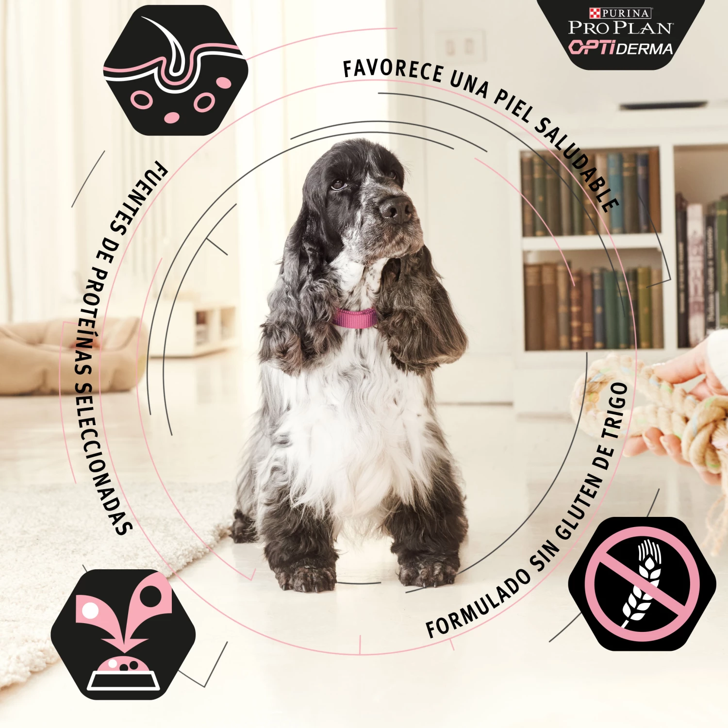 Pro Plan Optiderma Medium Puppy Sensitive Skin Pour Chiots Riche En Saumon 9 Pro Plan Optiderma Medium Puppy Sensitive Skin Pour Chiots Riche En Saumon – Image 7