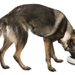 Trixie Alimentateur Intelligent TX4+1 Pour Chiens Et Chats -Trixie Soldes Magasin originals PHO PRO DOG CLIP PHO PRO DOG CLIP 24384 1 SALL AWK V1 63b3f36449f45