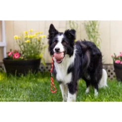 Julius K9 Balle Idc à Poignée -Trixie Soldes Magasin pelota idc asa cerrable 1 63a0274a10915