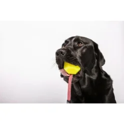 Julius K9 Balle Idc Fluorescent Jaune -Trixie Soldes Magasin pelota idc lumino asa cerrable 2 63a02a1a13cca
