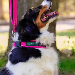 Freedog Collier Boreal Fuchsia Pour Chiens -Trixie Soldes Magasin perro con collar boreal 64775e6dec748