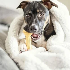 Nylabone Extreme Chew Barbell L 7 Nylabone Extreme Chew Barbell L -Trixie Soldes Magasin perro mordiendo un juguete nylabone 644652a3ad22e