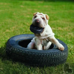 KONG Roue Traxx -Trixie Soldes Magasin pneu 2 800x800 6255bd93d90c9