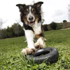 KONG Roue Traxx -Trixie Soldes Magasin pneu 3 800x800 6255bd98e847d