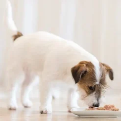 Lot 24 Schesir Poisson De L'océan En Conserve Avec Thon -Trixie Soldes Magasin schesir prodotti cane umido 62d687f6bb831