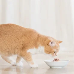 Lot 7 Schesir Poulet Avec Ananas 10 Lot 7 Schesir Poulet Avec Ananas -Trixie Soldes Magasin schesir tonnetto busta 85gr X2 C 1 62c2b4a439be9